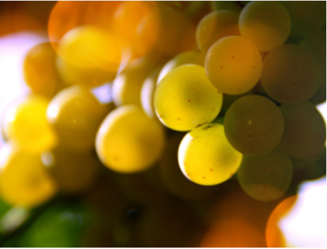 Biodiversidad en el viñedo: clave para una viticultura más sostenible