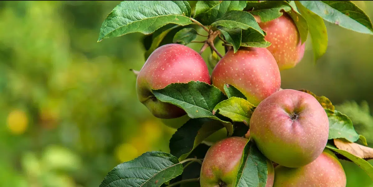 AgriDataValue: la plataforma europea que convierte sensores y datos en agricultura más sostenible