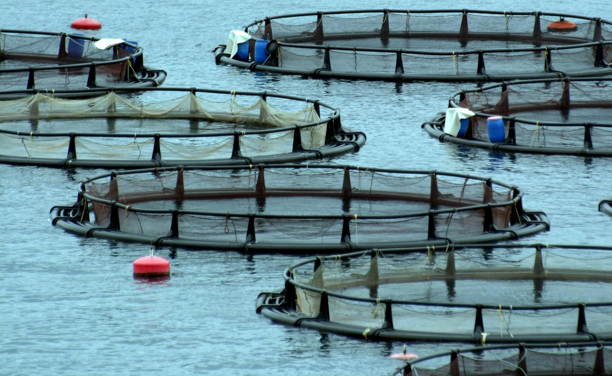 Orientaciones de la UE para impulsar la transición energética en el sector de la acuicultura
