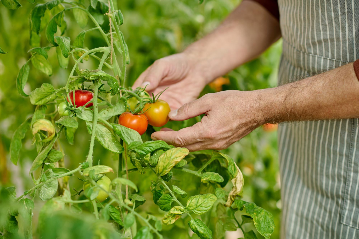 IA y empleo en el sector agroalimentario: de la teoría a la aplicación práctica